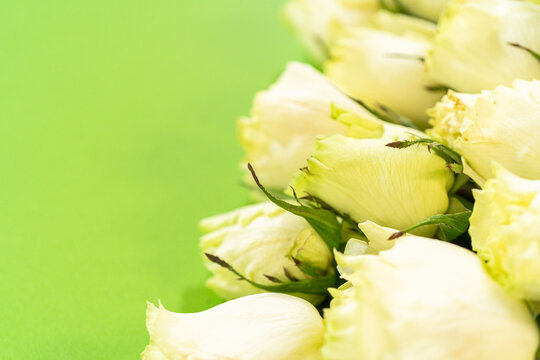 Close-Up of White Roses in Soft Focus