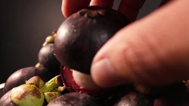 Handpicking Fresh Mangosteen from Tropical Fruit Pile Macro Slow Motion