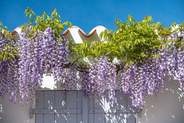 fleurs, Noirmoutier © didierbabarit