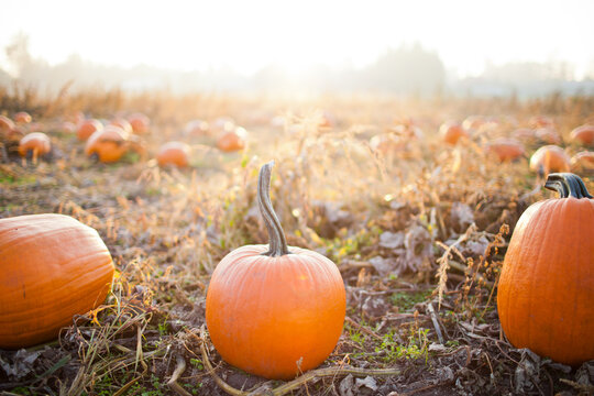 Pumpkins in a patch during golden hour