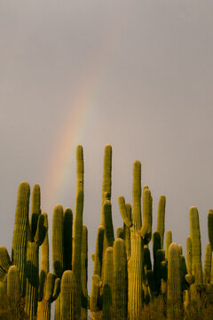 Saguaro cactus forest with a faint rainbow