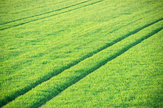 Green rice field with distinct furrows and shadows created by sunlight, showcasing healthy crop growth and agricultural landscape in a rural setting