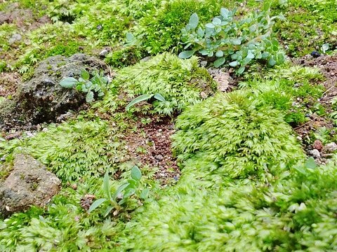 Vibrant Cushion Moss with Small Leaves and Natural Ground, Ideal for PBR textures, game assets, and AI training data