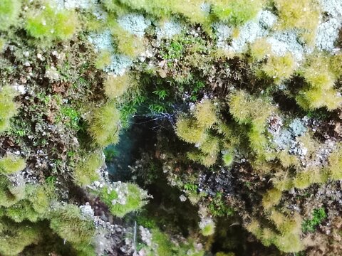 Overgrown Moss and Lichen Texture with Spiderweb and Shadow, organic ruin texture is Perfect for game environments,VFX, PBR materialis and AI training.