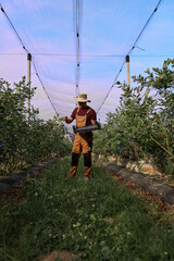 Obraz premium Farmer picking fresh blueberries on a farm.