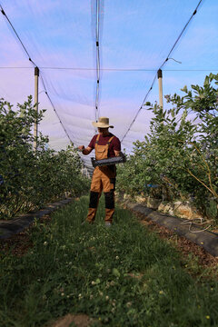 Farmer picking fresh blueberries on a farm.