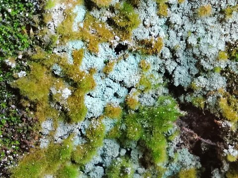 Detailed Cracked Lichen and Moss Surface with Color Contrast, weatheref surface with color contrast isbperfect for SCI-FI, fantasy game assets, VFX, PBR and AI training.