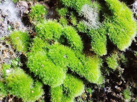 Detailed Furry Spiky Moss with Vibrant Green Texture, Ideal for game assets,VFX, PBR materialis and AI training data.