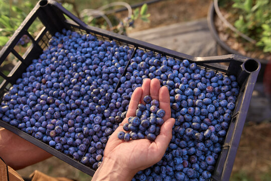 Farmer picking fresh blueberries on a farm.