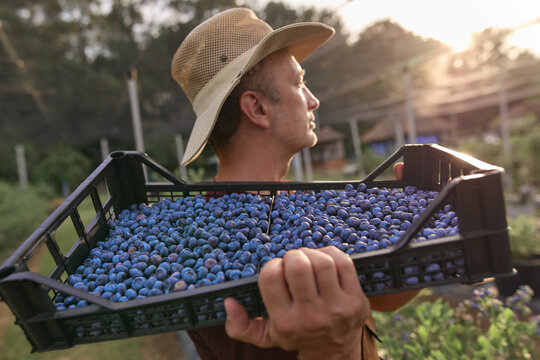 Farmer picking fresh blueberries on a farm.