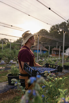 Farmer picking fresh blueberries on a farm.