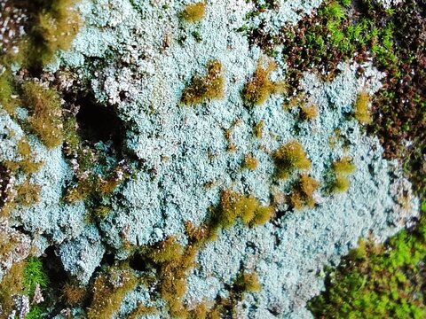 Detailed Granular Crustose Lichen Texture with Moss Spots, Mineral texture isbperfect for PBR material, game assets, VFX and AI training data.