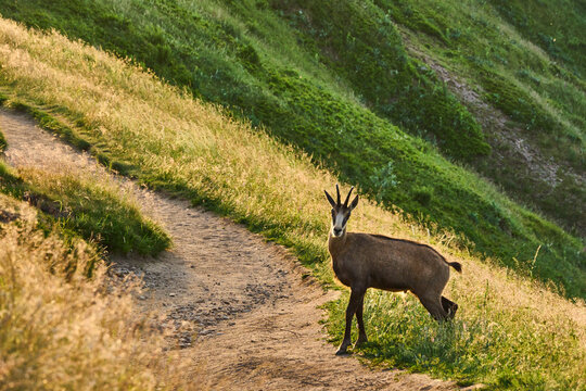 Chamois dans les Vosges