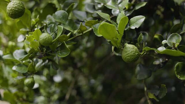 Fresh Bergamot Fruits Or Kaffir Limes Hanging On Tree Branch
