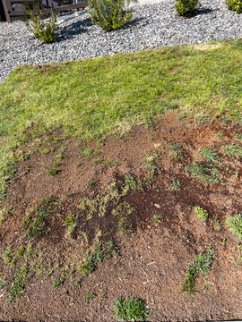 Residential Front Yard Patchy Grass with Soil Areas