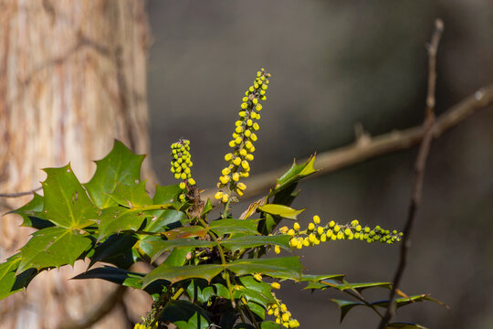  Leatherleaf Mahonia (Mahonia bealei or Mahonia japonica), an evergreen shrub known for its leathery, spiky foliage.It produces striking, lemon-yellow flower spikes during the winter months, which lat
