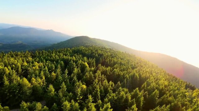 Breathtaking aerial view of a dense green pine forest covering rolling mountain hills during a bright golden hour sunset