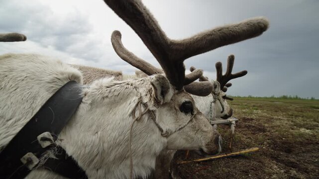 Harnessed Reindeer on Arctic Tundra Under Stormy Sky