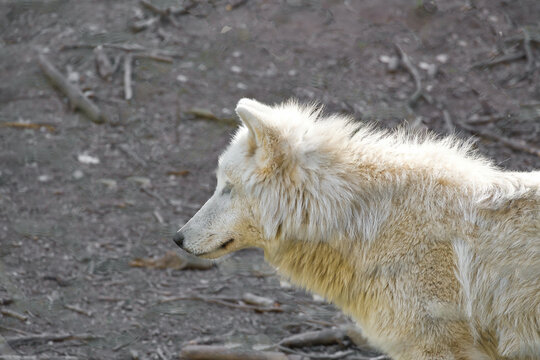 Light arctic wolf in profile against a natural forest floor