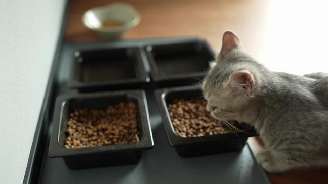 Gray kitten curiously sniffs food trays. Soft light highlights its curious expression. Cats may explore multiple meal options. Ideal for pet care, lifestyle, or food branding visuals