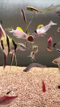 Diverse tropical freshwater fish swimming in a home aquarium display feeding motion footage showing a variety of colorful species like angelfish and neon tetras gathering around a floating food pellet