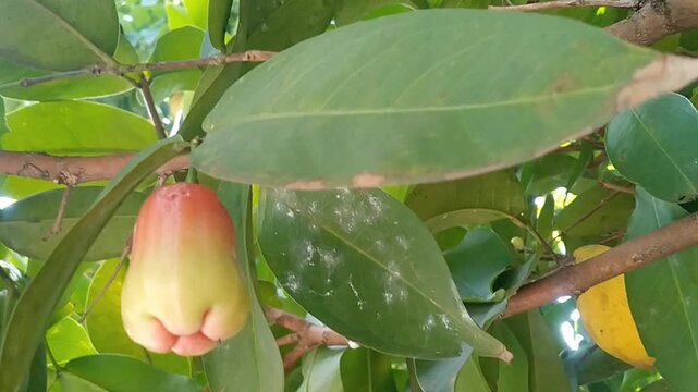 Fresh ripe Syzygium aqueum fruits hanging on a tree branch in the garden