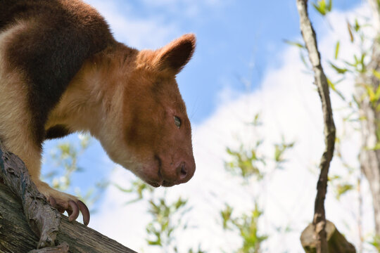 Tree kangaroo portrait, close up of a climbing marsupial in a tree.