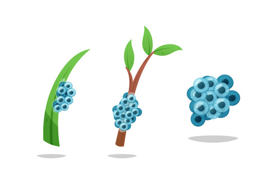 Frog eggs on branches and leaves vector isolated on white background