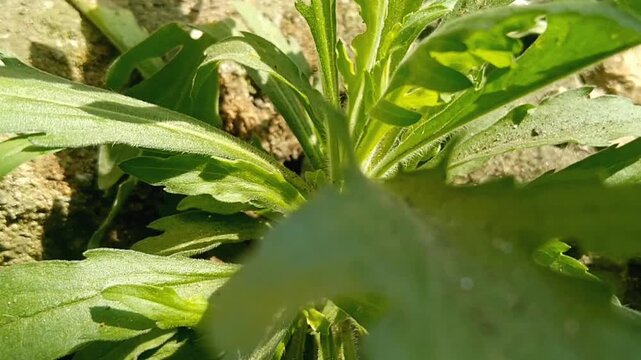 Detailed macro shot of Erigeron sumatrensis wild weed growing in a field