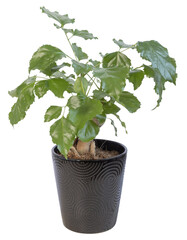 Fototapeta premium Radermachera sinica en pot