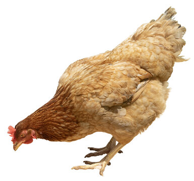 Poule pondeuse rousse 