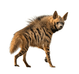 Obraz premium Striped Hyena (Hyaena hyaena) Isolated on Pure White Background