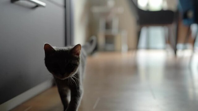 Soft light falls on a curious gray cat. The feline moves slowly across a wooden floor. Its ears twitch, eyes focused ahead. It pauses near a cabinet, sensing something. Perfect for cozy home