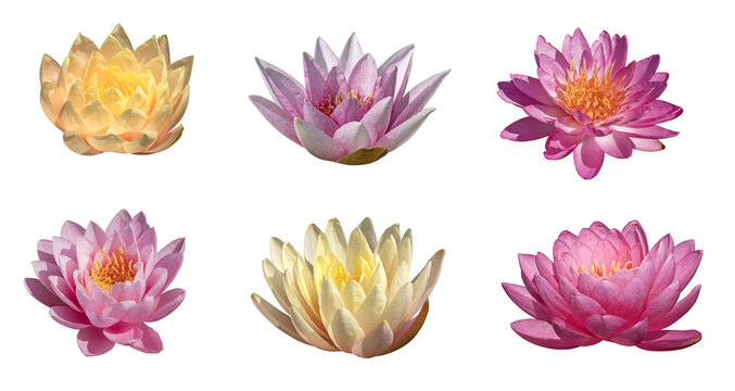 Fleurs de Nymphea de diff&eacute;rentes couleurs