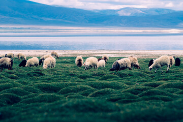 Fototapeta premium A flock of sheep grazes among lush pasture at the foot of the Himalayas.