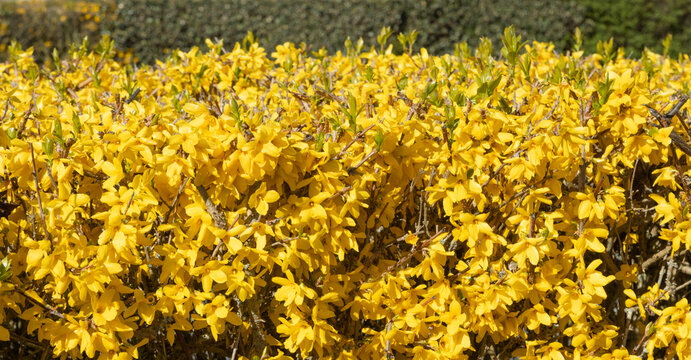 Haie de Forsythia fleurie