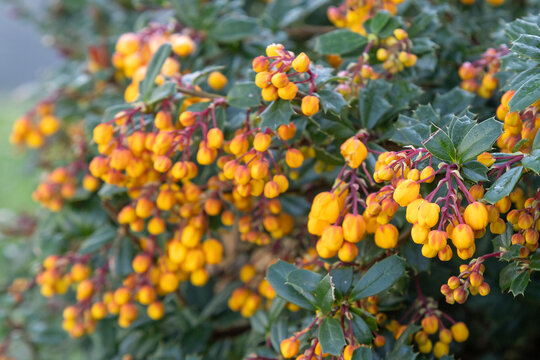 Berberis darwinii fleuri