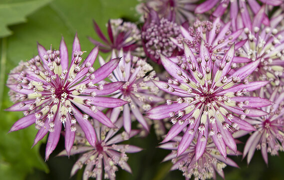 Fleurs d'Astrantia major