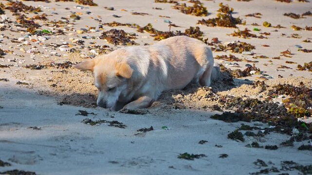 funny dog digs a hole in search of a crab on a sandy beach by the sea in summer on a walk