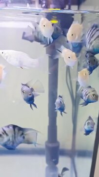 Convict cichlid fish swimming in a glass aquarium tank captured in this high definition motion video clip featuring vibrant white and striped aquatic creatures moving gracefully through clear water wh