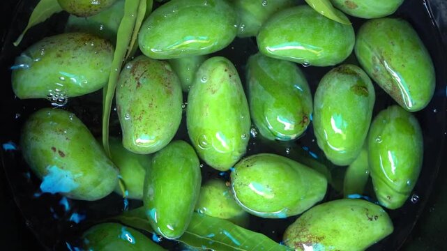 Raw green mangoes dropping into water to be washed