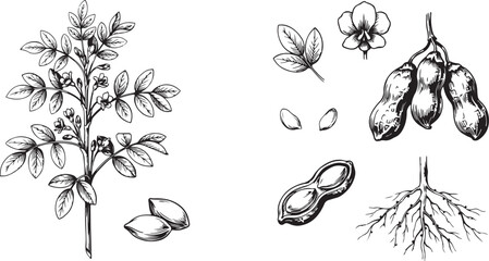 Fototapeta premium Realistic chickpea beans drawn