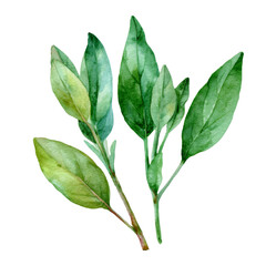 Fototapeta premium Watercolor - Sage Leaves illustration isolated on transparent. png file for art work. 