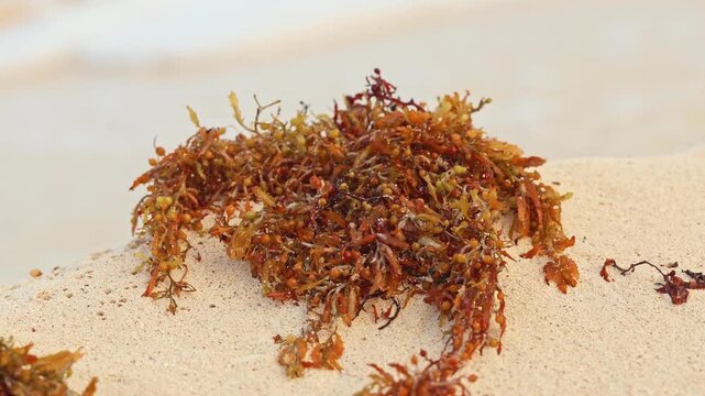 Static close-up shot of sargassum seaweed in a dense clump on light sand with soft out-of-focus ocean waves breaking behind it, useful for ecology topics or coastal impact stories.