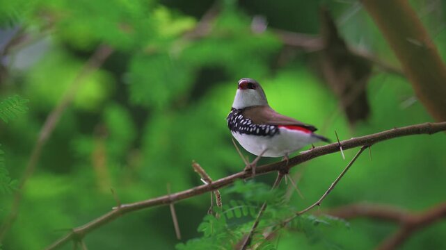 Medium shot of a Diamond Firetail finch perched on a thorny acacia branch before flying off