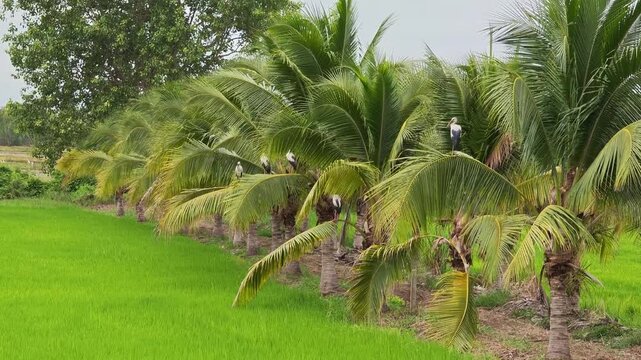 Lush green rice paddies, lined with coconut trees, reveal a vast agricultural landscape of the countryside.