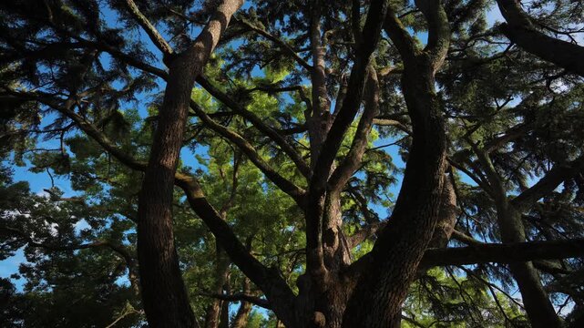 Low angle shot with the massive canopy of a large cedar tree, framing its thick textured trunks and sprawling network of dark branches silhouetted against a bright blue sky