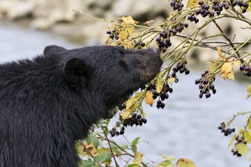 Fototapeta premium The Black Bear Sniffing Berries on Autumn Branches by the River