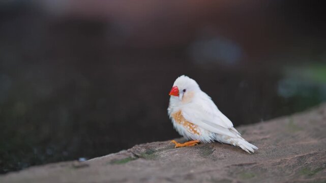 Medium shot of a Zebra Finch bathing at the edge of a shallow water source, next to a stone ledge against a blurred background