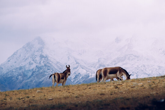 Tibetan wild asses roam freely at the foot of the Himalayas.